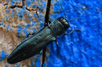 <i>Agrilus</i>