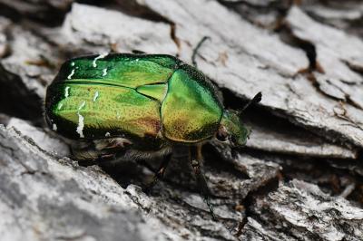 <i>Cetonia aurata</i>
