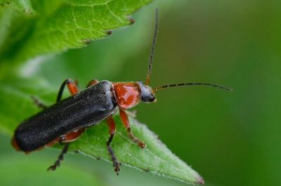 <i>Cantharis pellucida</i>