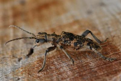 <i>Rhagium sycophanta</i>