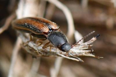 <i>Athous vittatus</i>