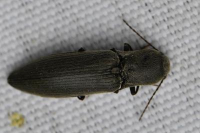 <i>Agriotes pilosellus</i>