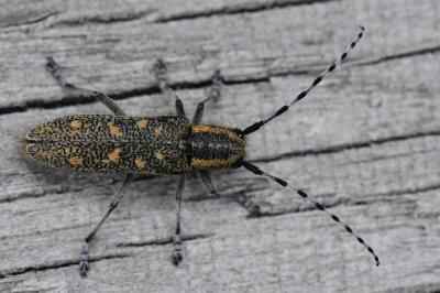 <i>Saperda populnea</i>