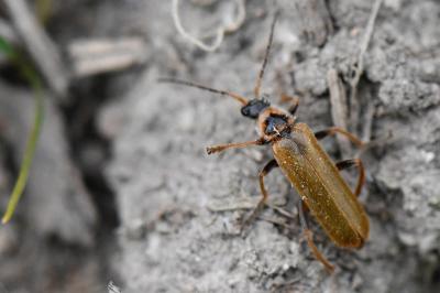 Rhagonycha nigriventris