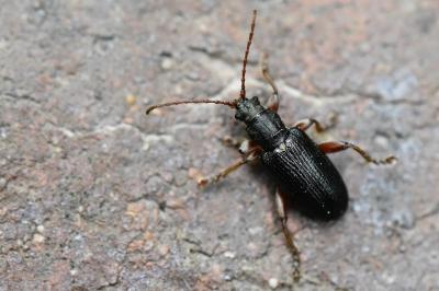 <i>Plateumaris consimilis</i>