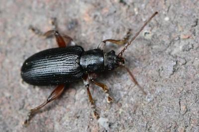 <i>Plateumaris consimilis</i>