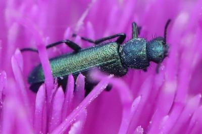 <i>Psilothrix viridicoerulea</i>