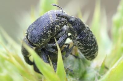 <i>Larinus carlinae</i>