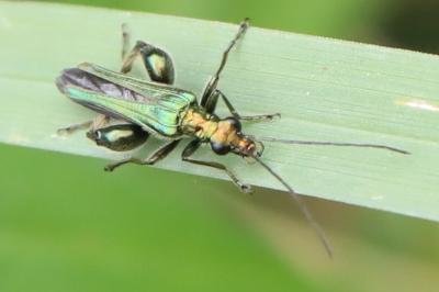 <i>Oedemera nobilis</i>