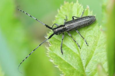 <i>Agapanthia</i>