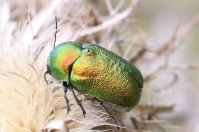 <i>Cryptocephalus</i>