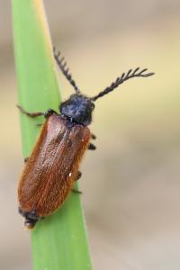 <i>Drilus flavescens</i>