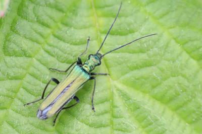 <i>Oedemera nobilis</i>