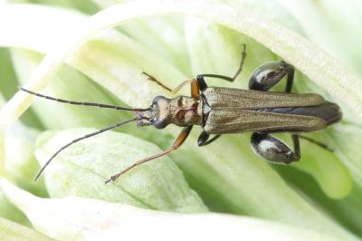<i>Oedemera flavipes</i>