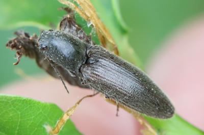 <i>Athous haemorrhoidalis</i>