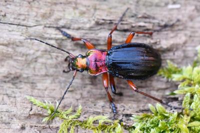 <i>Carabus auronitens</i>
