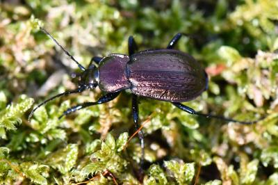 <i>Carabus arvensis</i>
