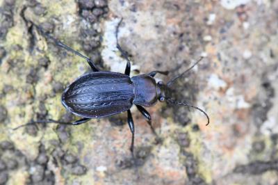 <i>Carabus arvensis</i>