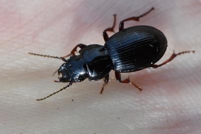 <i>Molops piceus</i>