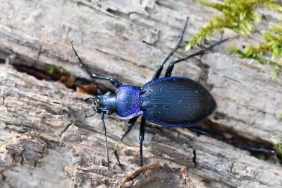 <i>Carabus problematicus</i>