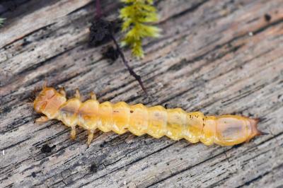 <i>Pyrochroa coccinea</i>