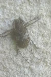 <i>Mesosa nebulosa</i>