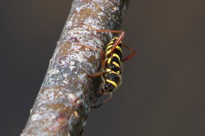 <i>Clytus arietis</i>