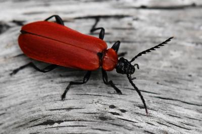 <i>Pyrochroa coccinea</i>