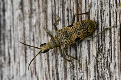 <i>Rhagium mordax</i>