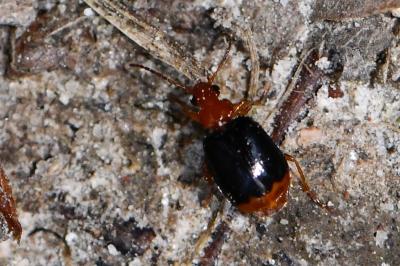 <i>Lebia marginata</i>