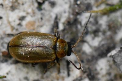 <i>Lochmaea suturalis</i>