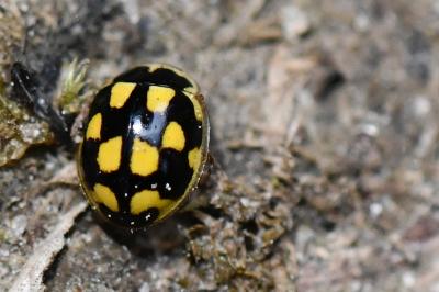 Coccinelle à damier