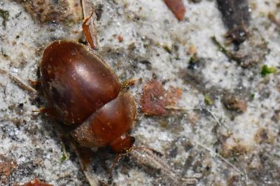 <i>Cychramus luteus</i>