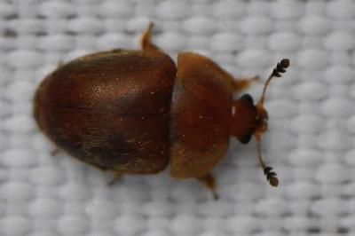 <i>Cychramus luteus</i>