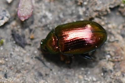 <i>Crepidodera aurea</i>