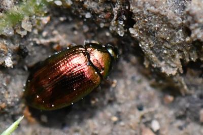 <i>Crepidodera aurea</i>