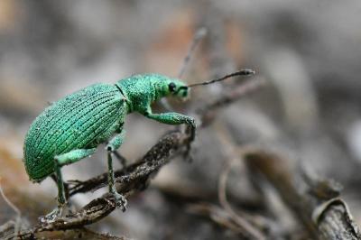 <i>Polydrusus planifrons</i>