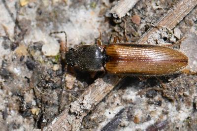 <i>Athous vittatus</i>