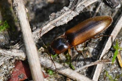 <i>Dalopius marginatus</i>