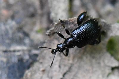 <i>Deporaus betulae</i>