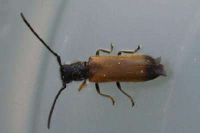 Tetrops praeustus
