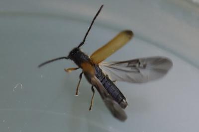 Tetrops praeustus