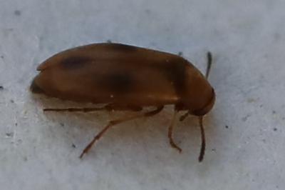 <i>Anaspis maculata</i>