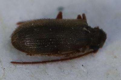 <i>Ptinus rufipes</i>