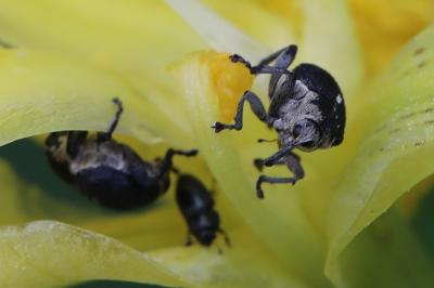 <i>Mononychus punctumalbum</i>