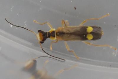 <i>Malthinus seriepunctatus</i>