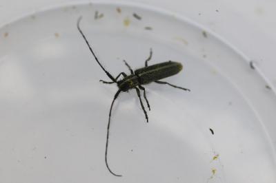 <i>Agapanthia</i>
