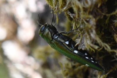 <i>Agrilus biguttatus</i>