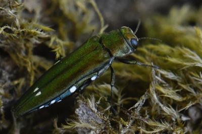 <i>Agrilus biguttatus</i>