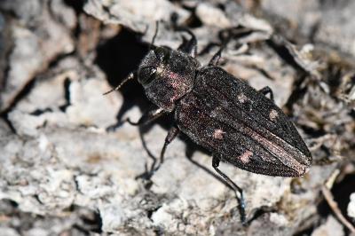 <i>Chrysobothris affinis</i>